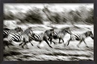 Framed Stampeding Zebra
