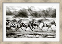 Framed Stampeding Zebra