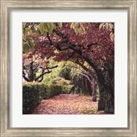 Framed Arch of Trees