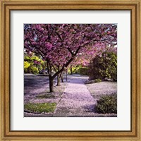 Framed Fallen Petals