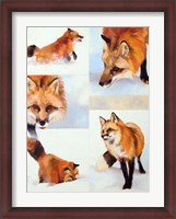 Framed Vulpes V