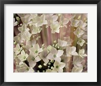 Soft Floral I Framed Print