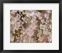 Framed Soft Floral II