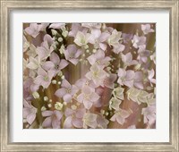 Framed Soft Floral II