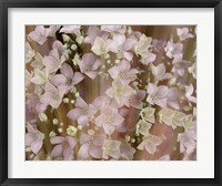 Framed Soft Floral II