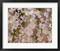 Soft Floral II Framed Print