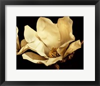 Framed Buttercream Magnolia I