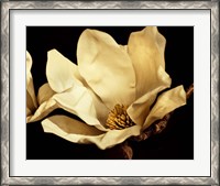 Framed Buttercream Magnolia I