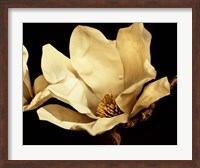 Framed Buttercream Magnolia I