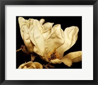 Framed Buttercream Magnolia II