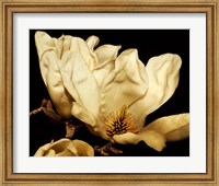 Framed Buttercream Magnolia II