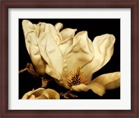 Framed Buttercream Magnolia II