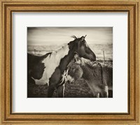 Framed Kissing Horses II