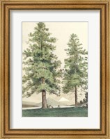 Framed Majestic Pine II