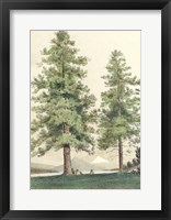 Framed Majestic Pine II