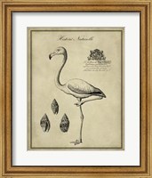 Framed Antiquarian Flamingo