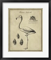 Framed Antiquarian Flamingo