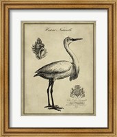 Framed Antiquarian Egret