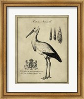 Framed Antiquarian Stork