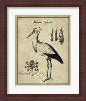 Framed Antiquarian Stork