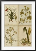Botanical Montage II Framed Print