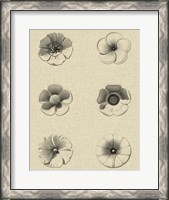 Framed Floral Rosette I