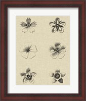 Framed Floral Rosette II