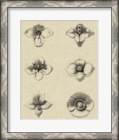 Framed Floral Rosette IV