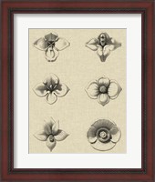 Framed Floral Rosette IV