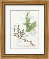 Framed Basil & Thyme