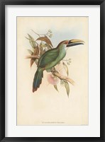 Framed Tropical Toucans I