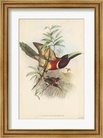Framed Tropical Toucans III