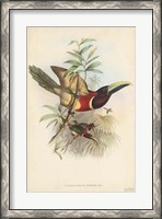 Framed Tropical Toucans III