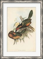 Framed Tropical Toucans V