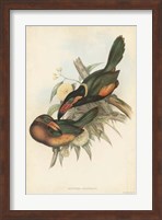 Framed Tropical Toucans V