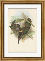 Framed Tropical Toucans VI