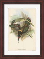 Framed Tropical Toucans VI
