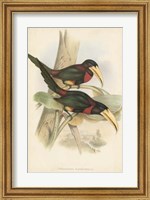 Framed Tropical Toucans VII