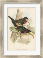 Framed Tropical Toucans VII