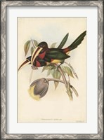 Framed Tropical Toucans VIII