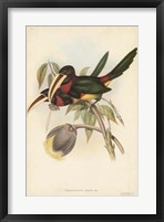 Framed Tropical Toucans VIII