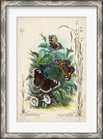 Framed Victorian Butterfly Garden IV