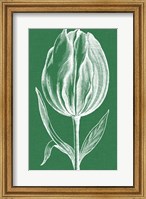 Framed Chromatic Tulips II