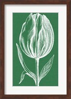 Framed Chromatic Tulips II