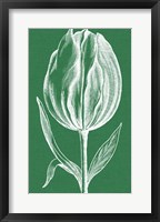 Framed Chromatic Tulips II