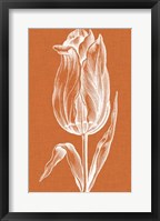 Framed Chromatic Tulips III