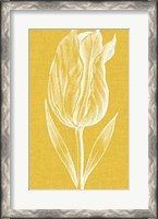 Framed Chromatic Tulips IV