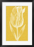 Framed Chromatic Tulips IV