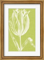 Framed Chromatic Tulips VI