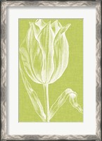Framed Chromatic Tulips VI
